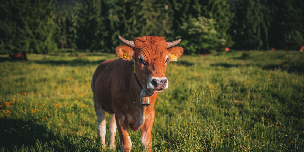 Harnessing the Power of Nature: How Cow Dung Can Benefit Your Home and Garden