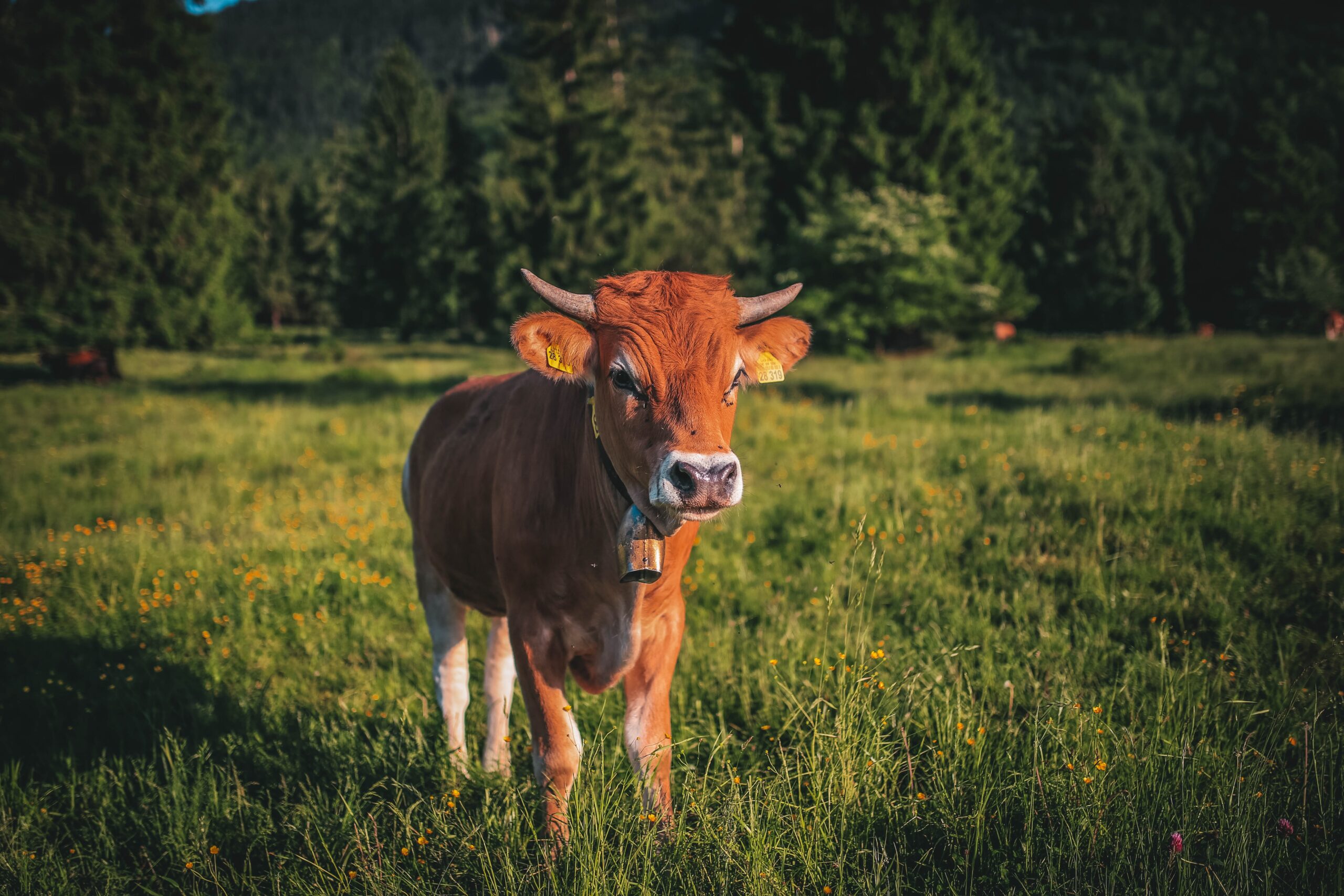 Harnessing the Power of Nature: How Cow Dung Can Benefit Your Home and Garden